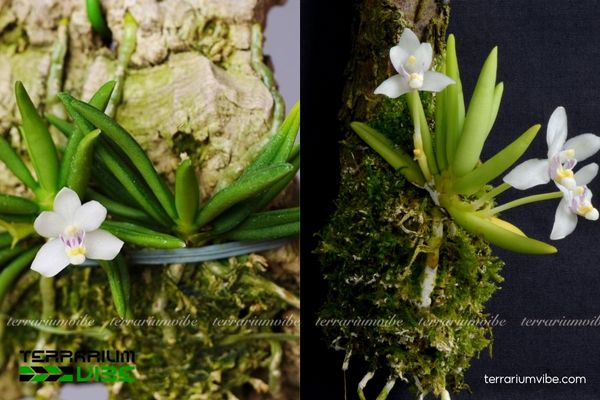 Linh Tử Lan 4 Điều kiện môi trường chăm sóc cơ bản của Linh Tử Lan