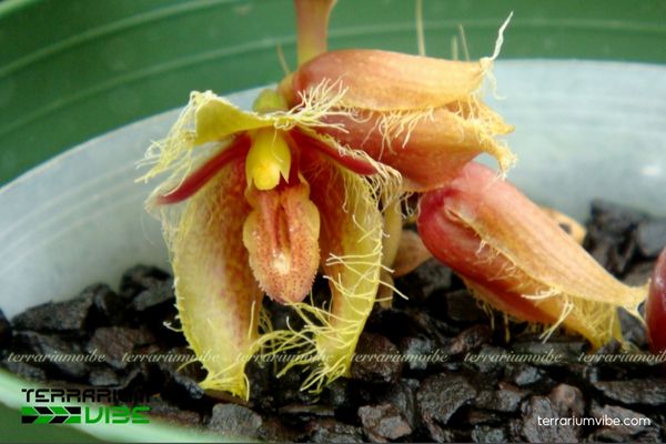 Lọng Rìa Lông 1 Đặc điểm hình thái sinh học Lọng Rìa Lông