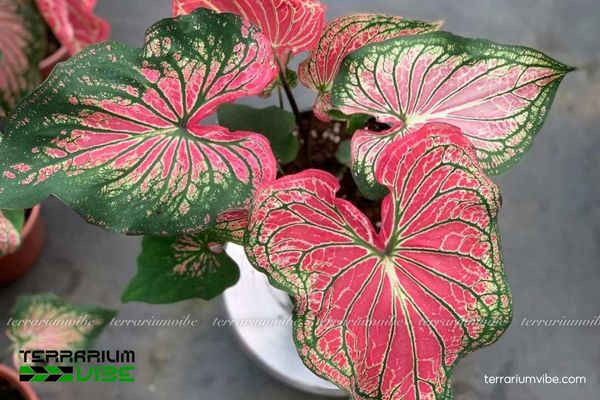 Môn Thiên Nga 1 Phân loại học và hình thái của cây Môn Thiên Nga