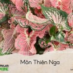 môn thiên nga