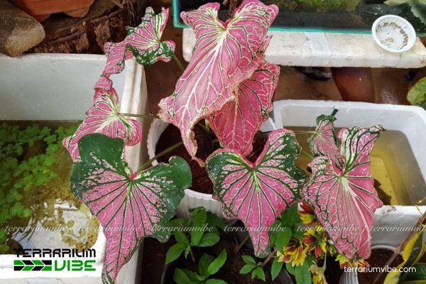 Môn Thiên Nga 2 Môn Thiên Nga sinh trưởng dưới tán rừng mưa ẩm và độ ẩm cao