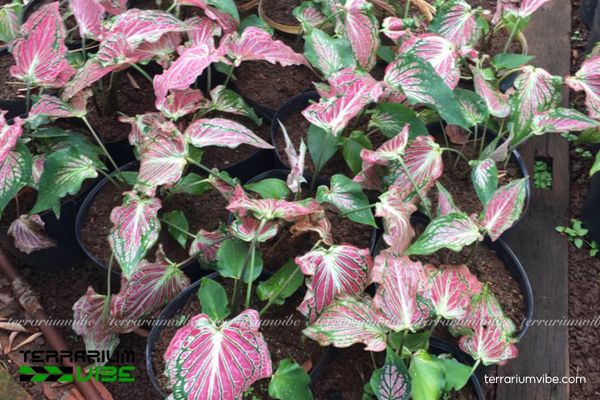 Môn Thiên Nga 3 Môn Thiên Nga hợp trồng cùng rêu và dương xỉ trong terrarium