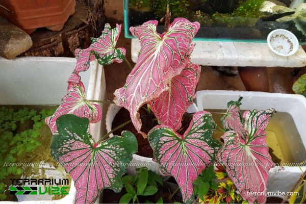 Môn Thiên Nga 4 Môn Thiên Nga ưa ẩm, cần ánh sáng dịu và phun sương nhẹ giữ lá luôn tươi