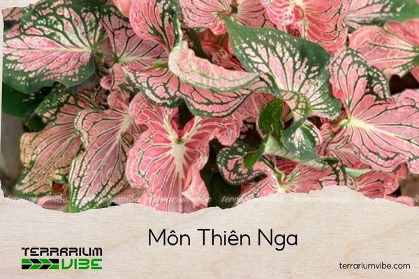 mon-thien-nga môn thiên nga