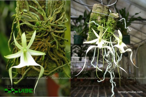 Phong Lan Ma 4 Điều kiện môi trường cần thiết để chăm Phong Lan Ma trong terrarium