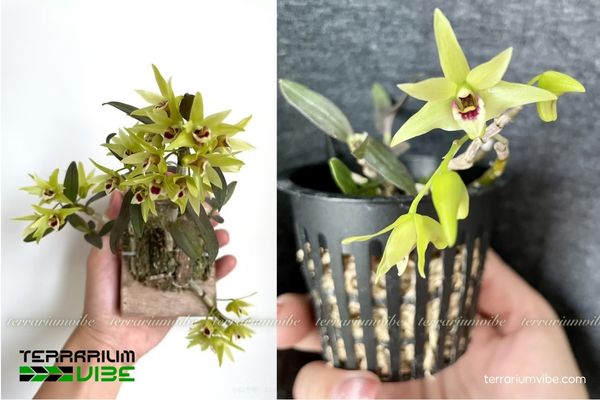 Thạch Hộc Tía 3 Thạch Hộc Tía có thể trồng chung với dương xỉ và rêu