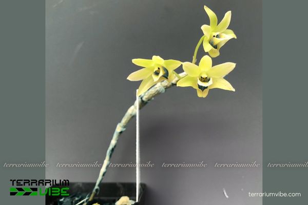 Thạch Hộc Tía 4 Cách chăm sóc cơ bản cho Thạch Hộc Tía trong terrarium