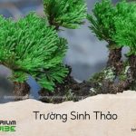trường sinh thảo