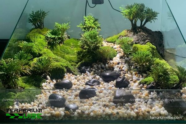 Trường Sinh Thảo 3 Cây Trường Sinh Thảo thích hợp trồng trong terrarium ẩm