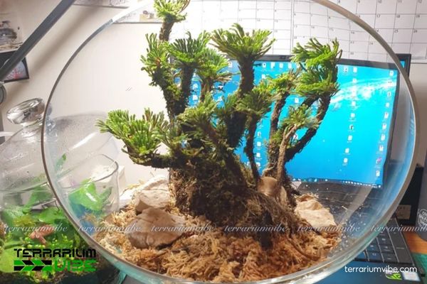 Trường Sinh Thảo 4 Một số lưu ý cơ bản khi chăm sóc cây Trường Sinh Thảo