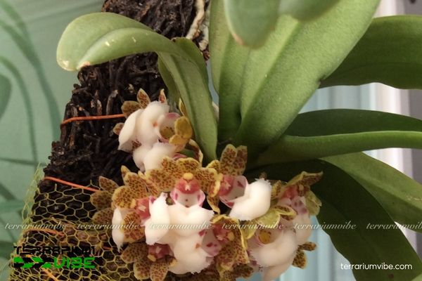 Túi Thơ Hải Nam 1 Đặc điểm hình thái sinh học của cây Túi Thơ Hải Nam