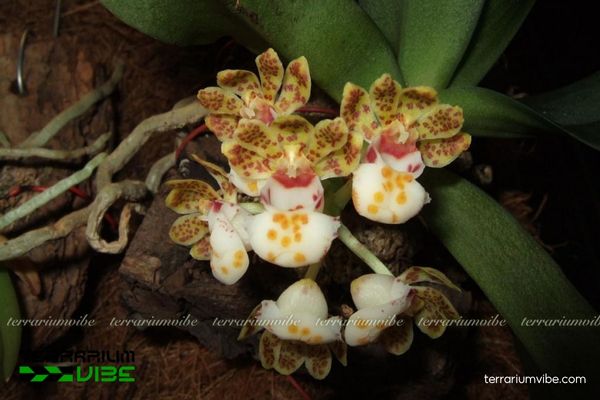 Túi Thơ Hải Nam 2 Túi Thơ Hải Nam sống trong môi trường ẩm, bám trên vỏ cây hoặc đá