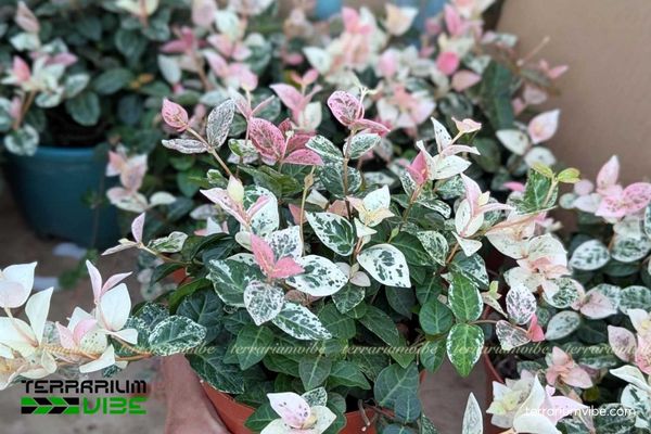 Vẩy Ốc Cẩm Thạch 1 Đặc điểm hình dáng sinh học của Vẩy Ốc Cẩm Thạch