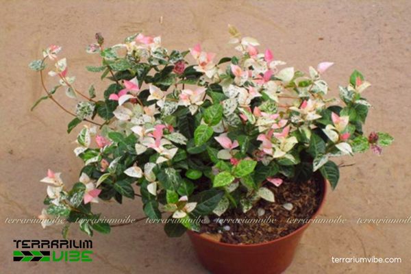 Vẩy Ốc Cẩm Thạch 2 Vẩy Ốc Cẩm Thạch sống trong môi trường tự nhiên râm mát