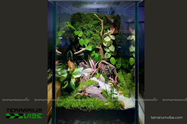 Vẩy Ốc Cẩm Thạch 3 Thằn Lằn Cẩm Thạch thích nghi tốt trong đa dạng sinh cảnh