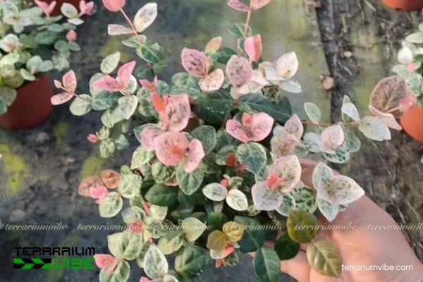 Vẩy Ốc Cẩm Thạch 4 Điều kiện môi trường cơ bản cần thiết để Thằn Lằn Cẩm Thạch xanh tốt