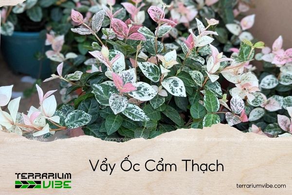 vay-oc-cam-thach vảy ốc cẩm thạch