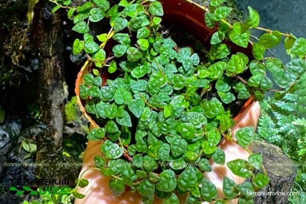 Vảy Ốc Lá Phong 1 Đặc điểm hình thái học của Vảy Ốc Lá Phong