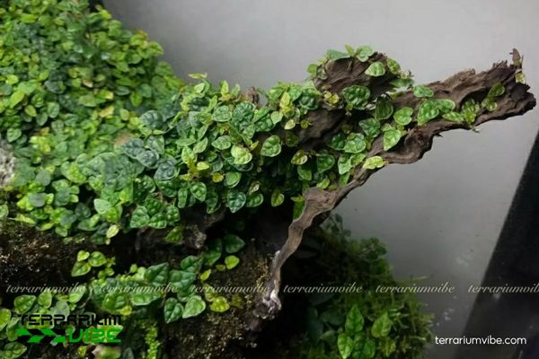 Vảy Ốc Lá Phong 2 Vảy Ốc Lá Phong thường mọc trong các khu rừng ẩm