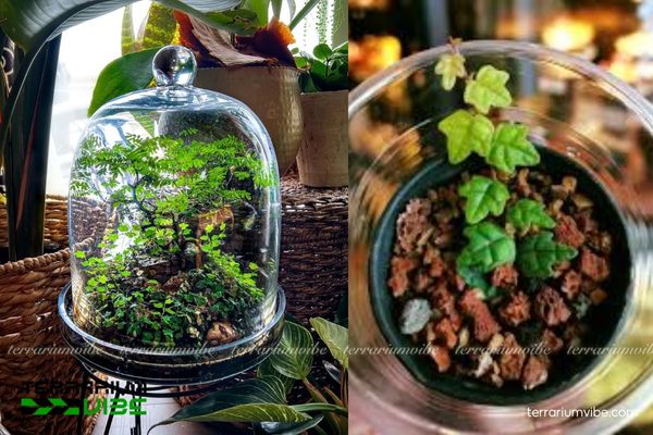 Vảy Ốc Lá Phong 3 Vảy Ốc Lá Phong thích nghi tốt trong đa dạng kiểu tiểu cảnh