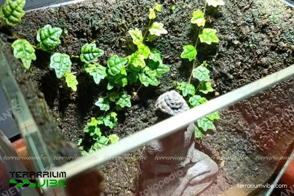Vảy Ốc Lá Phong 4 Cách chăm sóc cơ bản Vảy Ốc Lá Phong trong terrarium