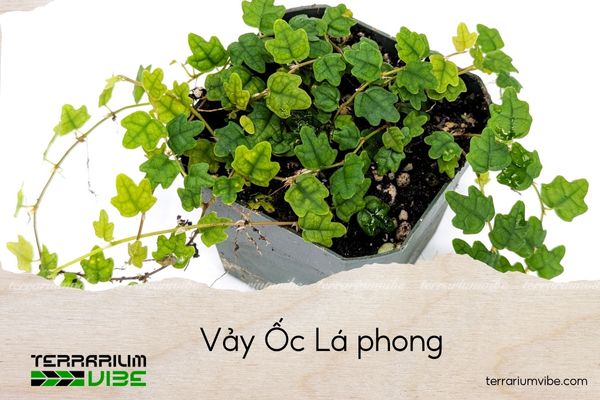 vay-oc-la-phong vảy ốc lá phong