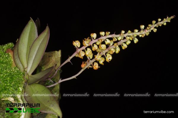 Robiquetia Minimiflora 1 Phân loại đặc điểm hình thái học Robiquetia Minimiflora