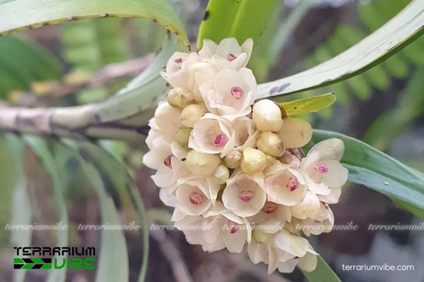 Càng Cua Thân Dài 1 Phân loại học và hình thái của Càng Cua Thân Dài