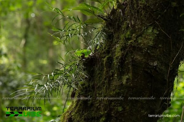 Càng Cua Thân Dài 2 Càng Cua Thân Dài sống trong rừng ẩm nhiệt đới, bám trên thân cây lớn