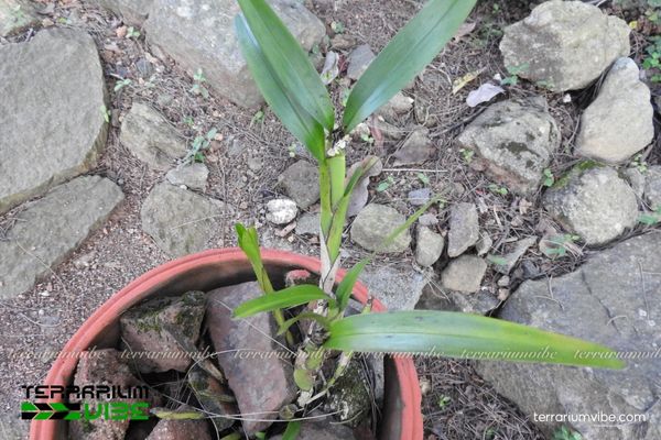 Càng Cua Thân Dài 4 Các yếu tố môi trường khi chăm cây Càng Cua Thân Dài trong terrarium