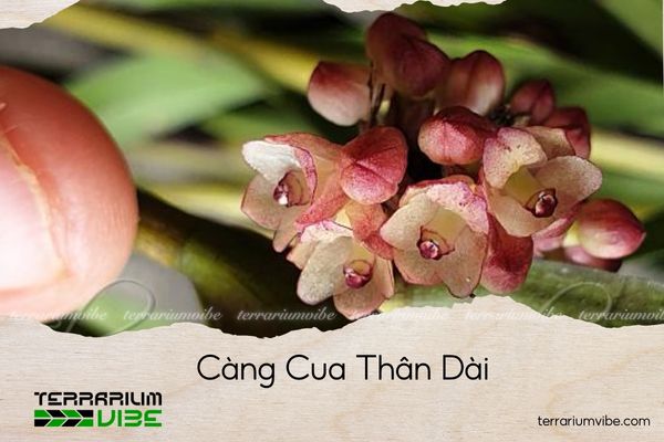 cang-cua-than-dai càng cua thân dài