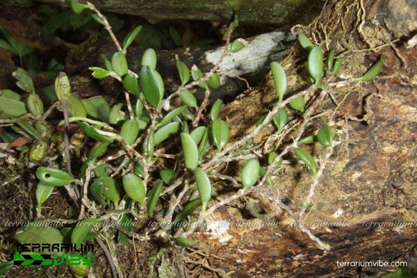 Cầu Diệp Không Cọng 4 Điều kiện môi trường cơ bản chăm cây Cầu Diệp Không Cọng