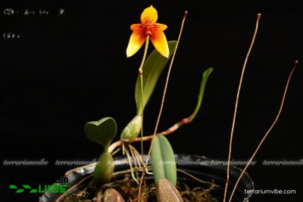 Cầu Diệp Par-da 3 Cầu Diệp Par-da bố trí trên lũa hoặc đá, kết hợp rêu trong terrarium nhỏ