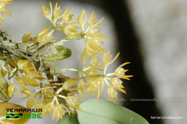 Cầu Diệp Simond 1 Phân loại sinh học của cây Cầu Diệp Simond