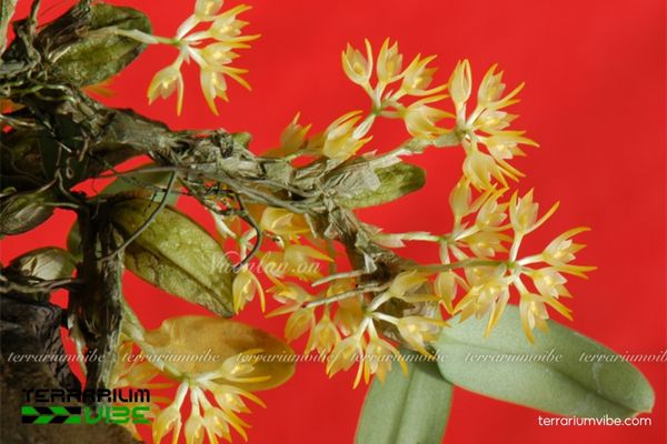 Cầu Diệp Simond 4 Cách chăm sóc cơ bản của cây Cầu Diệp Simond