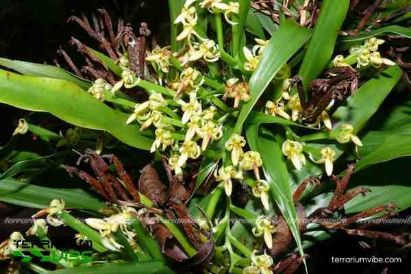 Cổ Lan Trần 2 Cổ Lan Trần ưa rừng ẩm, đất thoát nước tốt, khí hậu nhiệt đới ẩm