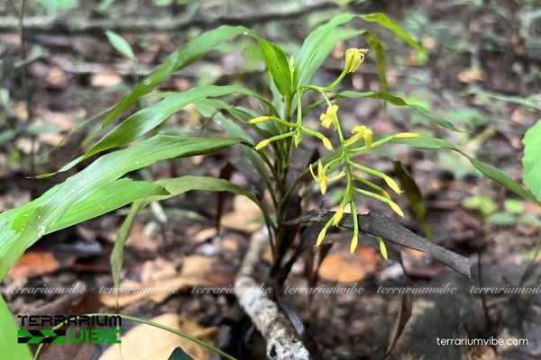 Cổ Lan Trần 4 Một số lưu ý cơ bản khi chăm cây Cổ Lan Trần