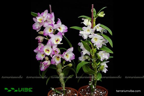 Hoàng Thảo Đùi Gà 1 Phân loại học và hình thái của Hoàng Thảo Đùi Gà