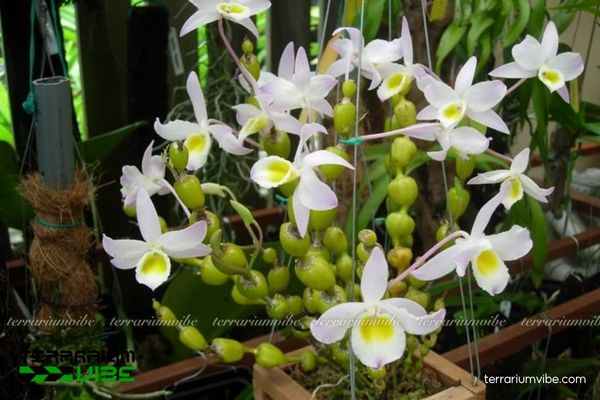 Hoàng Thảo Chuỗi Ngọc 1 Phân loại học và hình thái của Hoàng Thảo Chuỗi Ngọc