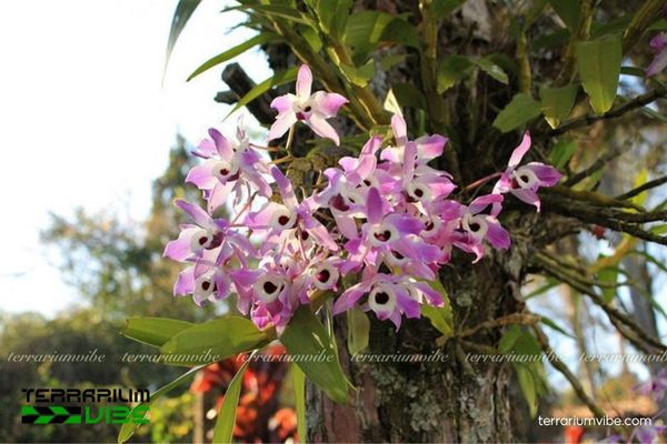 Hoàng Thảo Đùi Gà 2 Hoàng Thảo Đùi Gà thường mọc trên thân cây hoặc đá vôi phủ rêu, lớp mùn mỏng