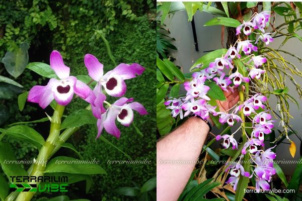 Hoàng Thảo Đùi Gà 3 Hoàng Thảo Đùi Gà thích nghi tốt trong terrarium mở hoặc bán mở