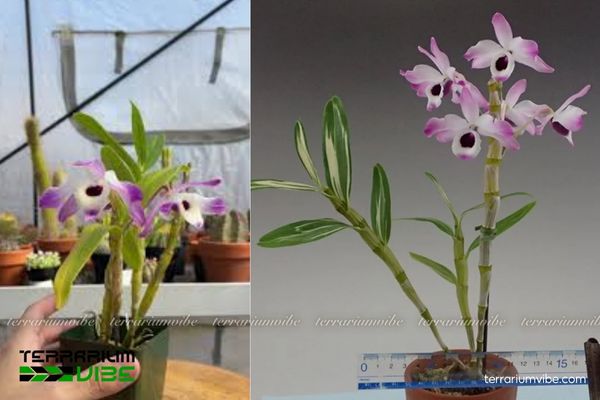 Hoàng Thảo Đùi Gà 4 Lưu ý các yếu tố chăm cây Hoàng Thảo Đùi Gà