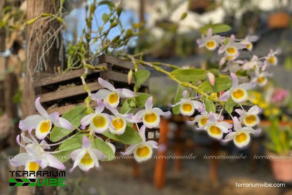 Hoàng Thảo Chuỗi Ngọc 4 Các yếu tố môi trường cơ bản để chăm cây Hoàng Thảo Chuỗi Ngọc