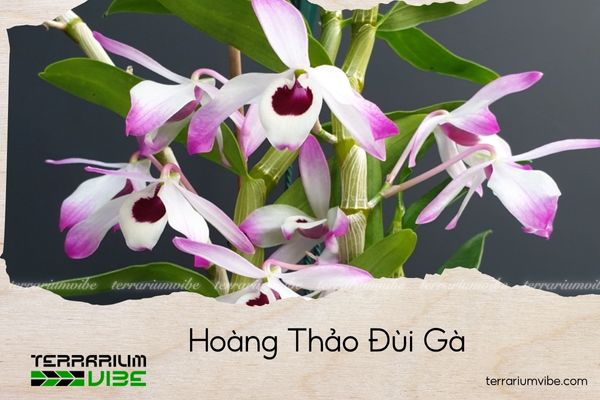 hoang-thao-chuoi-ngoc hoàng thảo đùi gà