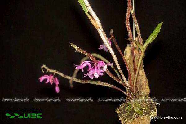 Hoàng Thảo Hoa Cong 1 Phân loại sinh học của Hoàng Thảo Hoa Cong