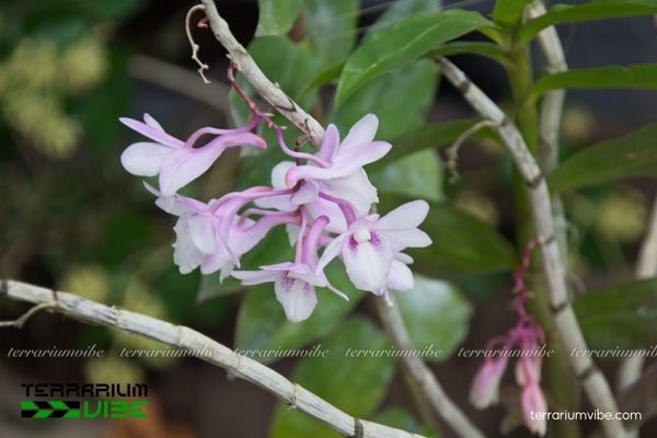 Hoàng Thảo Hoa Cong 2 Hoàng Thảo Hoa Cong sống phụ sinh trong rừng ẩm ướt