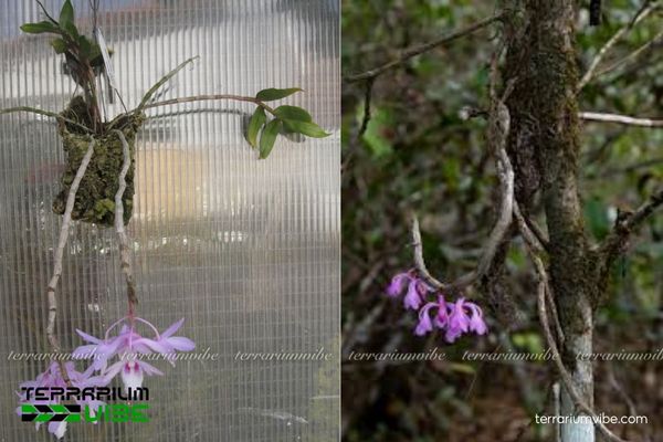 Hoàng Thảo Hoa Cong 3 Hoàng Thảo Hoa Cong kết hợp rêu và sỏi tạo tiểu cảnh rừng nhiệt đới