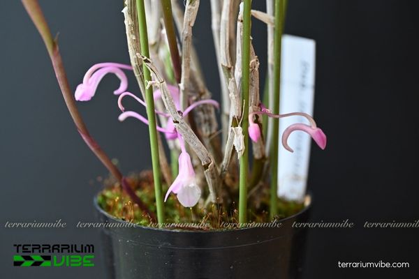 Hoàng Thảo Hoa Cong 4 Điều kiện môi trường cơ bản chăm Hoàng Thảo Hoa Cong