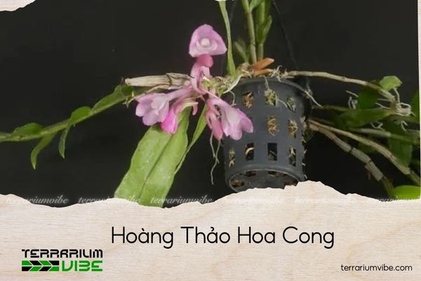 hoang-thao-hoa-cong hoàng thảo hoa cong