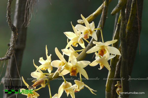 Hoàng Thảo Lụa Vàng 1 Phân loại sinh học của loài cây Hoàng Thảo Lụa Vàng